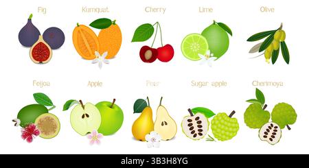 Ganze Früchte und eine Hälfte isoliert auf weißem Hintergrund. Stock Vektor