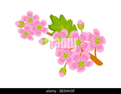Blühender Sakura-Zweig mit rosa Blüten und grünen Blättern wächst Stock Vektor