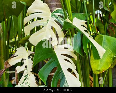 Eine vielfältige Monstera deliciosa-Pflanze inmitten tropischer Laubpflanzen Stockfoto