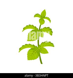 Frische Minzblätter, die auf grünem Stamm wachsen Stock Vektor