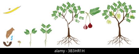 Der Wachstumszyklus des Baumes parkia biglobosa mimosaceae auf weißem Hintergrund. Stock Vektor
