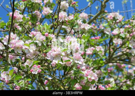 Nahaufnahme der rosafarbenen und weißen Apfelblüte auf einem Baum in voller Blüte vor einem klaren blauen Himmel, gefangen im Frühling in einem britischen Obstgarten Stockfoto