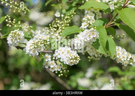 Nahaufnahme der weißen Vogelkirschblüte (Prunus padus) in voller Blüte, mit kleinen Blumenhaufen und frischen grünen Blättern in einem britischen Frühlingsgarten oder Woo Stockfoto