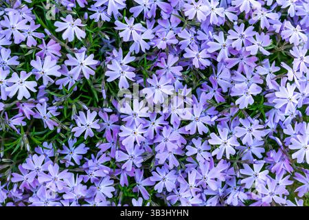Kleine, hellviolette Blüten, die auf einem flauschigen Teppich wachsen, kriechender Phlox Stockfoto