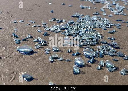 Velella, auch bekannt als Windsegler. Stockfoto