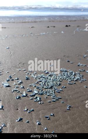 Velella, auch bekannt als Windsegler. Stockfoto