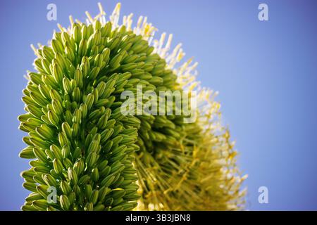 Nahaufnahme einer seltenen Blume der Agave attenuata, die allgemein als Fuchsschwanz- oder Löwenschwanz-Agve oder Schwanenhals-Agve bezeichnet wird. Stockfoto