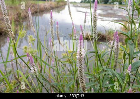 Celosia argentea im Wasser auf dem Feld Stockfoto