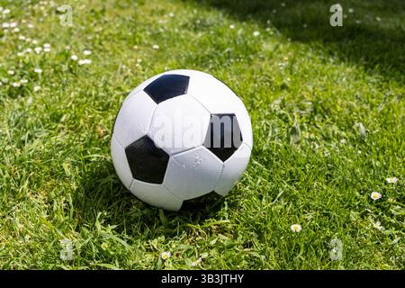 Nahaufnahme eines klassischen Fußballballs aus Leder, der auf einem grünen Grasfeld mit kleinen weißen Blumen liegt Stockfoto