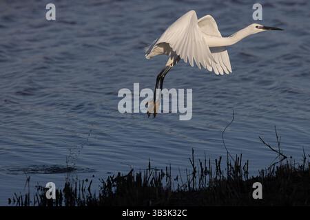 Kleiner Egret (Egretta Garzetta) Suffolk April 2025 Stockfoto