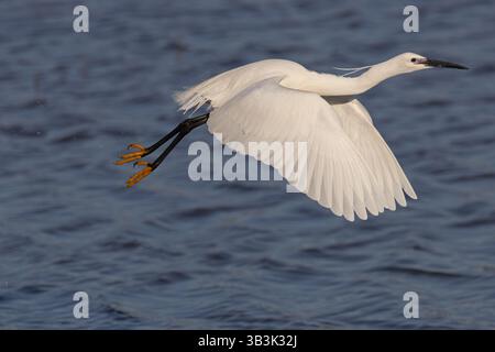 Kleiner Egret (Egretta Garzetta) Suffolk April 2025 Stockfoto