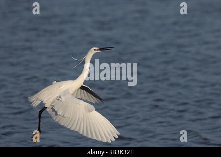 Kleiner Egret (Egretta Garzetta) Suffolk April 2025 Stockfoto