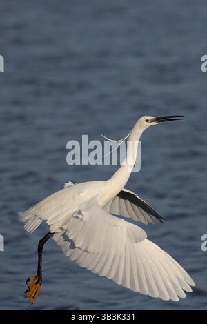 Kleiner Egret (Egretta Garzetta) Suffolk April 2025 Stockfoto