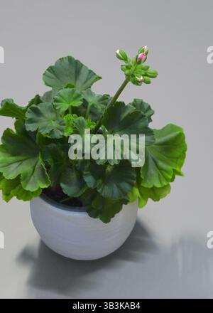 Geranie mit Knospen vergossene Hauspflanze auf grauem Hintergrund. Garten-, Botanik-, Blumen- und Anbaupflanzen nach Fensterkonzept. Stockfoto