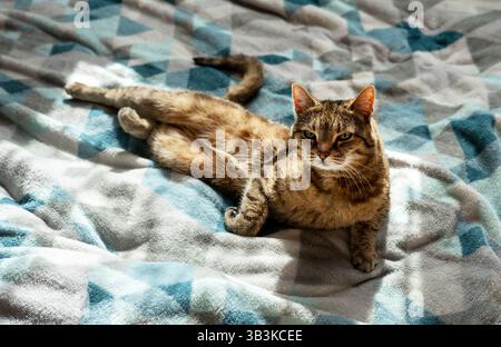 Beige Tabby-Katze, die bequem auf einer blau-grauen Decke liegt, teilweise aufgesetzt sitzt und in die Kamera blickt. Warmes Licht, friedliche, heimelige Szene, pe Stockfoto