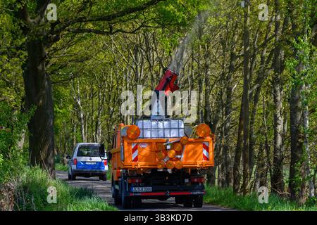 PRODUKTION - 29. April 2025, Sachsen-Anhalt, Mieste: Ein LKW mit montierter Spritzpistole fährt durch eine Allee, in der unter anderem Eichen leben. Die Hansestadt Gardelegen begann am 28. April 2025 mit dem Kampf gegen den Eichenprozessionär. In dieser Woche sollen rund 10.000 Bäume in der gesamten Gemeinde Gardelegen gesprüht werden. Das biologisch abbaubare Bakterium „Bacillus thuringiensis“ wird gesprüht. Die Raupen der Eichenprozessionäre fressen das Bakterium zusammen mit den Eichenblättern und verhungern dann. Die stechenden Haare der Raupen sind gefährlich für Mensch und Tier A Stockfoto