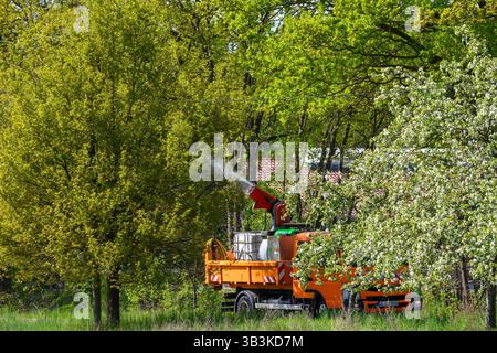 PRODUKTION - 29. April 2025, Sachsen-Anhalt, Mieste: Ein LKW mit montierter Spritzpistole fährt durch eine Allee, in der unter anderem Eichen leben. Die Hansestadt Gardelegen begann am 28. April 2025 mit dem Kampf gegen den Eichenprozessionär. In dieser Woche sollen rund 10.000 Bäume in der gesamten Gemeinde Gardelegen gesprüht werden. Das biologisch abbaubare Bakterium „Bacillus thuringiensis“ wird gesprüht. Die Raupen der Eichenprozessionäre fressen das Bakterium zusammen mit den Eichenblättern und verhungern dann. Die stechenden Haare der Raupen sind gefährlich für Mensch und Tier A Stockfoto
