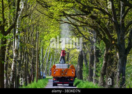 PRODUKTION - 29. April 2025, Sachsen-Anhalt, Mieste: Ein LKW mit montierter Spritzpistole fährt durch eine Allee, in der unter anderem Eichen leben. Die Hansestadt Gardelegen begann am 28. April 2025 mit dem Kampf gegen den Eichenprozessionär. In dieser Woche sollen rund 10.000 Bäume in der gesamten Gemeinde Gardelegen gesprüht werden. Das biologisch abbaubare Bakterium „Bacillus thuringiensis“ wird gesprüht. Die Raupen der Eichenprozessionäre fressen das Bakterium zusammen mit den Eichenblättern und verhungern dann. Die stechenden Haare der Raupen sind gefährlich für Mensch und Tier A Stockfoto