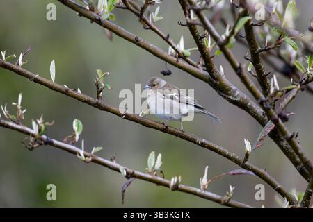 Chaffinch, Fringilla coelebs, Single female in Tree, Schottland, April 2025 Stockfoto