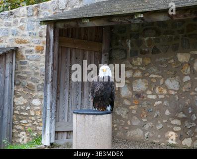 Stolz auf den Himmel in Gefangenschaft Stockfoto