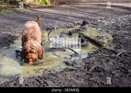 Hund trinkt Wasser aus einer Pfütze draußen im Wald während eines Spaziergangs Stockfoto