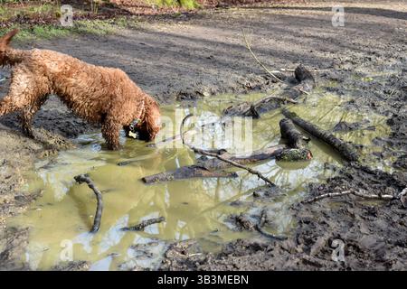 Hund trinkt Wasser aus einer Pfütze draußen im Wald während eines Spaziergangs Stockfoto