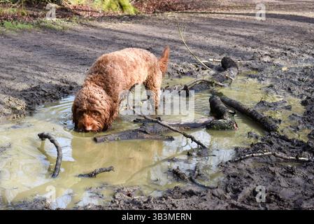 Hund trinkt Wasser aus einer Pfütze draußen im Wald während eines Spaziergangs Stockfoto