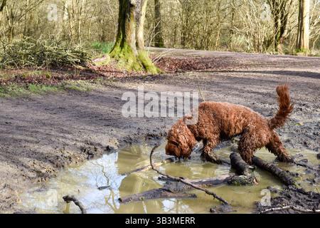 Hund trinkt Wasser aus einer Pfütze draußen im Wald während eines Spaziergangs Stockfoto