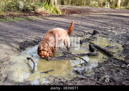 Hund trinkt Wasser aus einer Pfütze draußen im Wald während eines Spaziergangs Stockfoto