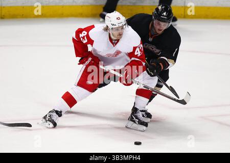 20. November 2011 - Anaheim, Kalifornien, USA - Detroit Red Wings Center Darren Helm (43) verteidigt den Puck gegen Anaheim Ducks Defenseman Cam Fowler (4) in der zweiten Periode, als die Anaheim Ducks die Detroit Red Wings im Honda Center in Anaheim, CA. Die Red Wings liegen am Ende der zweiten Periode vor 3-2. (Bild: © Joe Scarnici via ZUMA Wire) Stockfoto