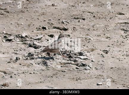 Haubenlarche, Haubenlerche, Cochevis huppé, Galerida cristata, búbospacsirta, Sambhar Salt Lake, Rajasthan, Indien, Ramsar Wetland Stockfoto