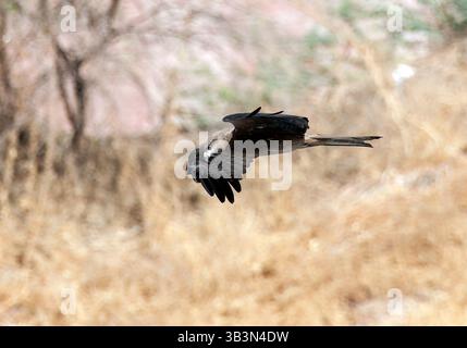 Black Drachen, Schwarzmilan, Milan noir, Milvus migrans, barna kánya, Jodhpur, Rajasthan, Indien, Asien Stockfoto