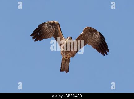 Black Drachen, Schwarzmilan, Milan noir, Milvus migrans, barna kánya, Jodhpur, Rajasthan, Indien, Asien Stockfoto