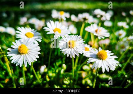 Bellis perennis der Gänseblümchen ist eine europäische Art der Familie der Asteraceae, die oft als archetypische Art des Namens Gänseblümchen bezeichnet wird. Madrid, Spanien, E Stockfoto