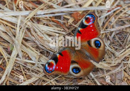Close-up PfauenSchmetterling, Close-up bunter Schmetterling, Aglais io auf dem Boden Stockfoto