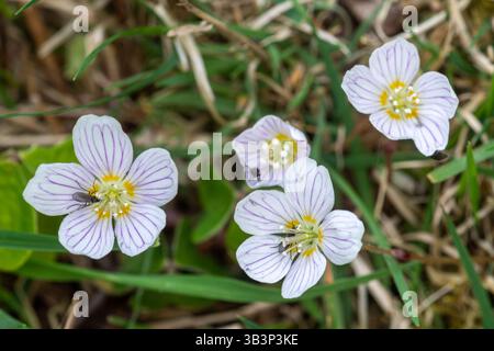 Zarte Blüten von Sauerampfer (Oxalis acetosella), die im April oder Frühjahr in schattigen Wäldern blühen, Hampshire, England, Vereinigtes Königreich Stockfoto