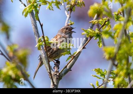 Dunnock sang (auch als Heckensperling, Prunella modularis bezeichnet) im Frühjahr in Hampshire, England, Großbritannien Stockfoto