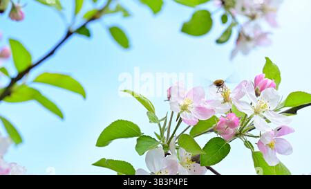 Blühender Apfelbaum im Frühling am April. Stockfoto