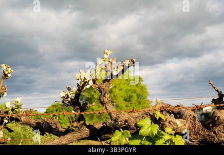 Reben im Frühjahr Stockfoto