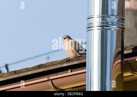 Falco Tinnunkulus alias gewöhnlicher Turmfalke, der auf dem Dach thront. Gewöhnlicher Raubvogel in Tschechien. Stockfoto