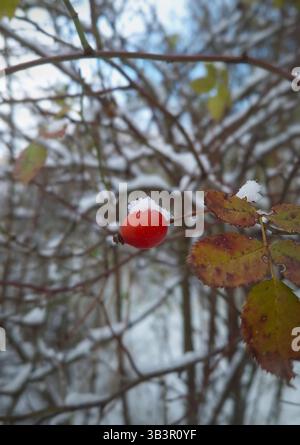 Brier-Beeren wachsen auf einem schneebedeckten Busch. Reife Rosenhüften auf Strauchzweigen, Bio-rosa Canina-Früchte im Winterwald Stockfoto