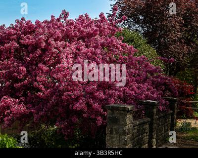 Üppig rosa blühender Kirschblütenbaum in einem Garten mit einem Steinzaun unter einem klaren blauen Himmel Stockfoto