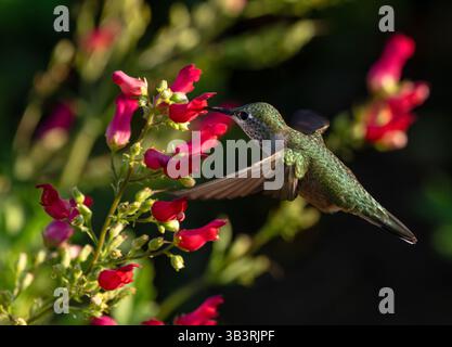 Ein Weibchen mit breitem Schwanz, das die hellroten Knospen von Scrophularia macrantha bestäubt, einem Liebling der Kolibri aus der Familie der Feigenkraut. Stockfoto