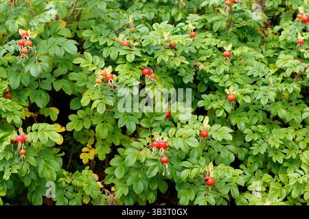 Viele große rote Rosenhüften an einem Sitka-Rosenstrauch genannt Nootka oder wilde Rose wachsen tagsüber draußen. Sehr große rote Rosenhüften auf einem grünen Blatt Stockfoto