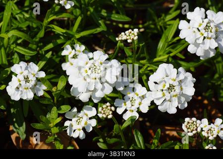 Weiße Blüten von immergrünen Candytuft, ausdauernde Candytuft (Iberis sempervirens), Familie Brassicaceae. Frühling, April, Niederlande. Stockfoto
