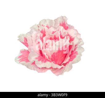 Schöne rosa blühende Azalea Blume isoliert auf weißem Hintergrund. Blühender rosafarbener Rhododendron mit Schneidepfad. Stockfoto