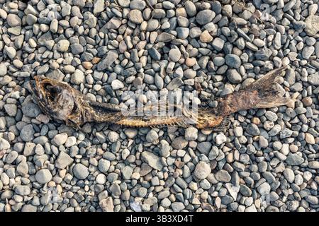 Totes Lachskelett am felsigen Strand in Seattle Stockfoto