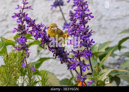 Orangenkrone, die in Salvia farinacea auf der Suche nach Insekten ist, um ihre Nistlinge zu ernähren .Leiothlypis celata Stockfoto