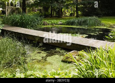 Fußgängerbrücke über den Teich mit Lemma - Duckweed, Typha minima - Zwergkatzen, Typha latifolia - Gemeinen Katzenschwänzen im Garten im Sommer. Stockfoto