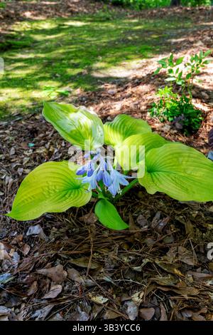Shadowland Coast to Coast Hosta wird manchmal auch als Bananen-Lilienpflanze mit blauen Blüten bezeichnet, die in einem Garten in der Pike Road Alabama, USA, blühen. Stockfoto